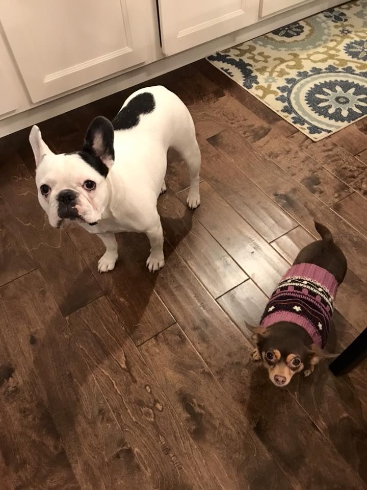 Our fur babies Our fur babies
